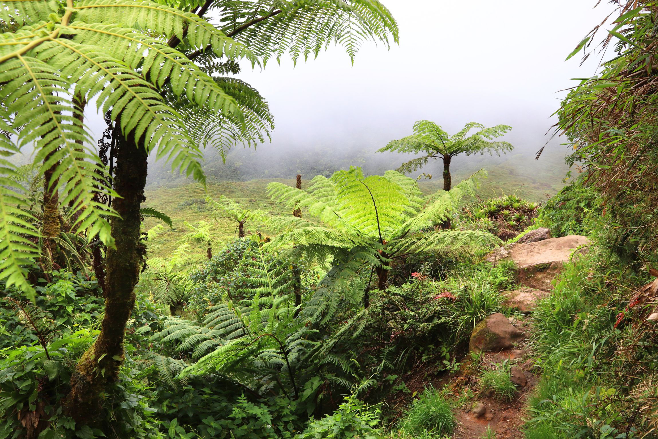Randonnée-en-hauteur-Guadeloupe