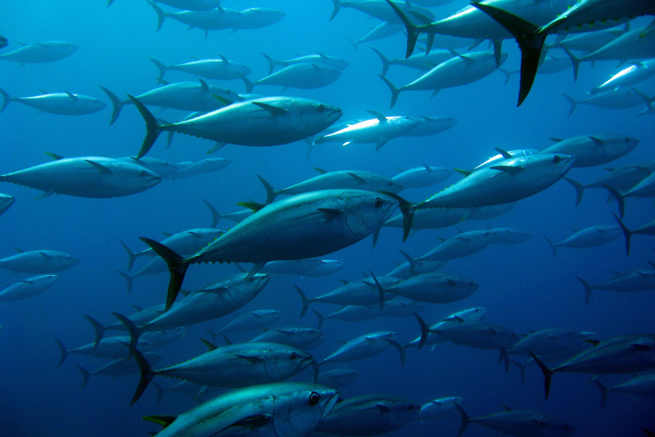 Pêche-au-gros-du-Thon-à-l'état-sauvage Pêche-au-gros-du-Thon-à-l'état-sauvage