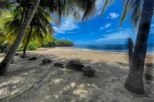 Plage de Ferry Leroux Deshaies Guadeloupe à l'ombre des cocotiers