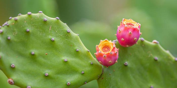Cactus-Opuntia-Flore-Saint-Martin