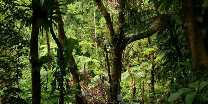 Les-forets-de-Guadeloupe-et-randonnée Les-forets-de-Guadeloupe-et-randonnée