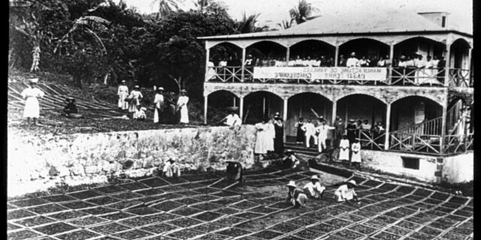 Culture de la vanille Guadeloupe Culture de la vanille Guadeloupe