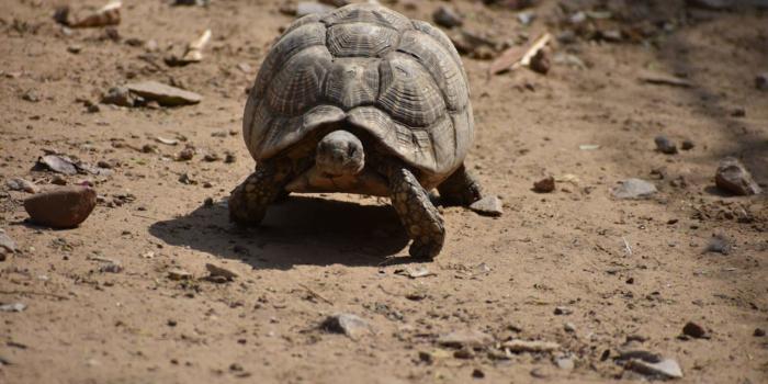 La tortue de terre en Guadeloupe La tortue de terre en Guadeloupe