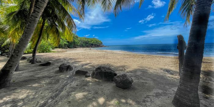 Plage de Ferry Leroux Deshaies Guadeloupe à l'ombre des cocotiers