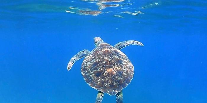 Tortue en Martinique Tortue en Martinique