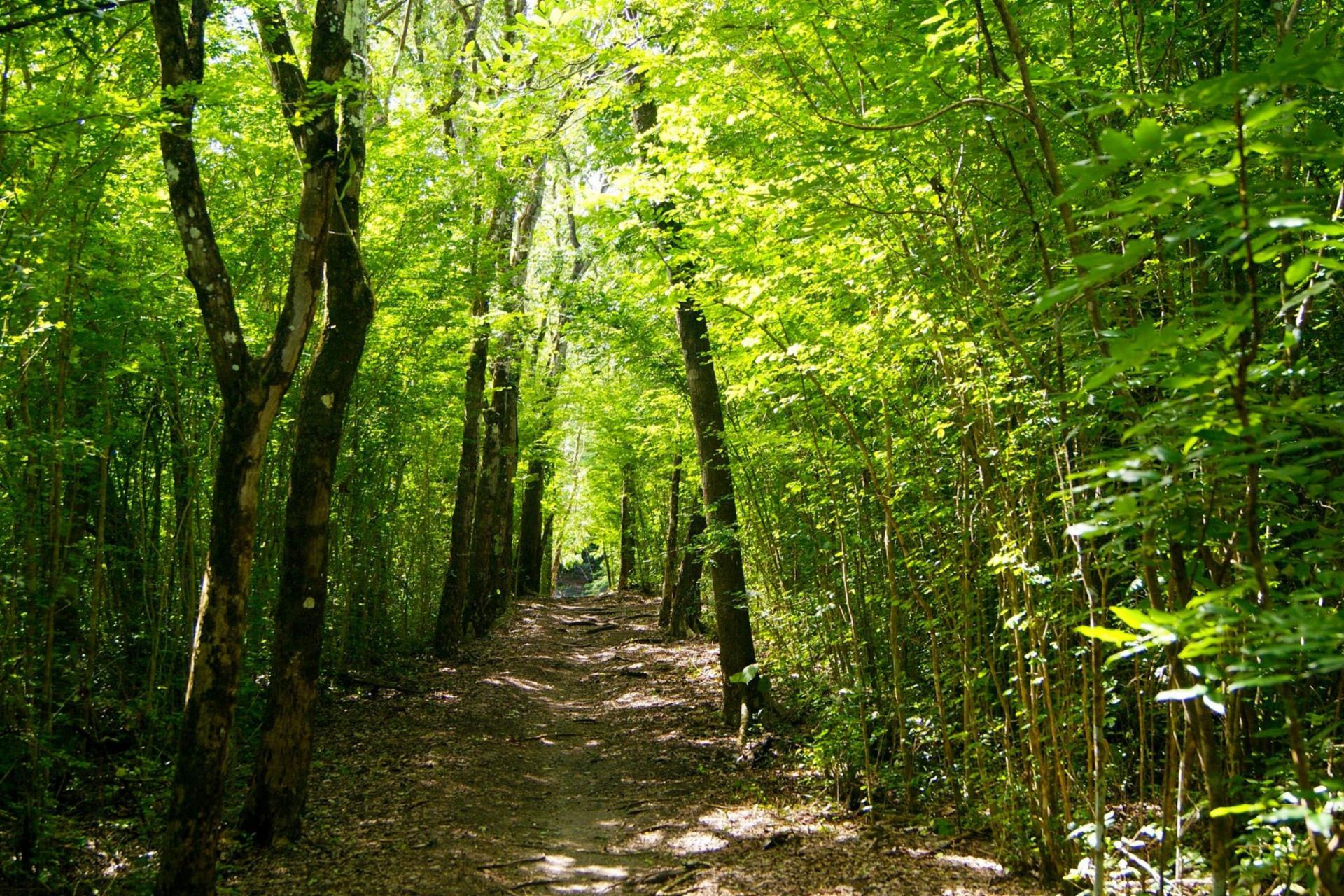 Foret-Vélo-et-VTT-Antilles-Exception