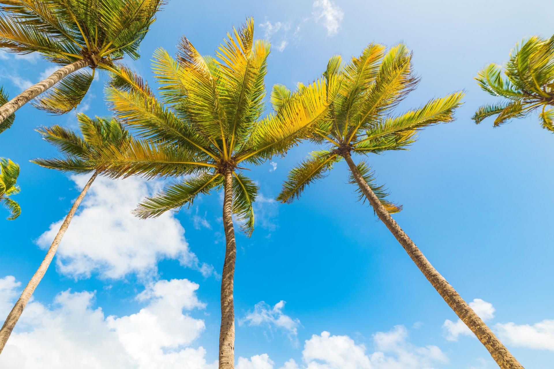 Cocotier-Flore-Guadeloupe