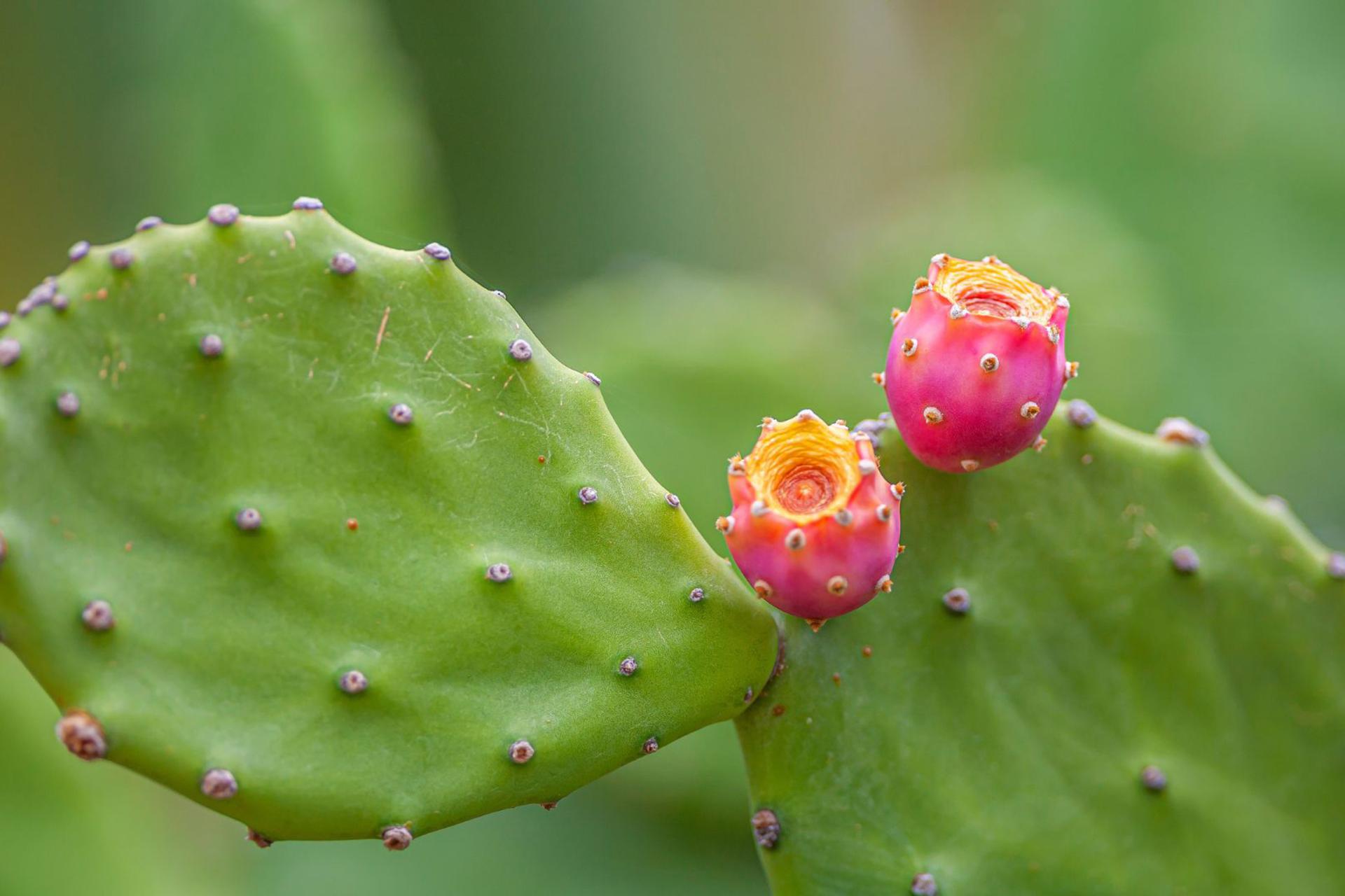 Cactus-Opuntia-Flore-Saint-Martin