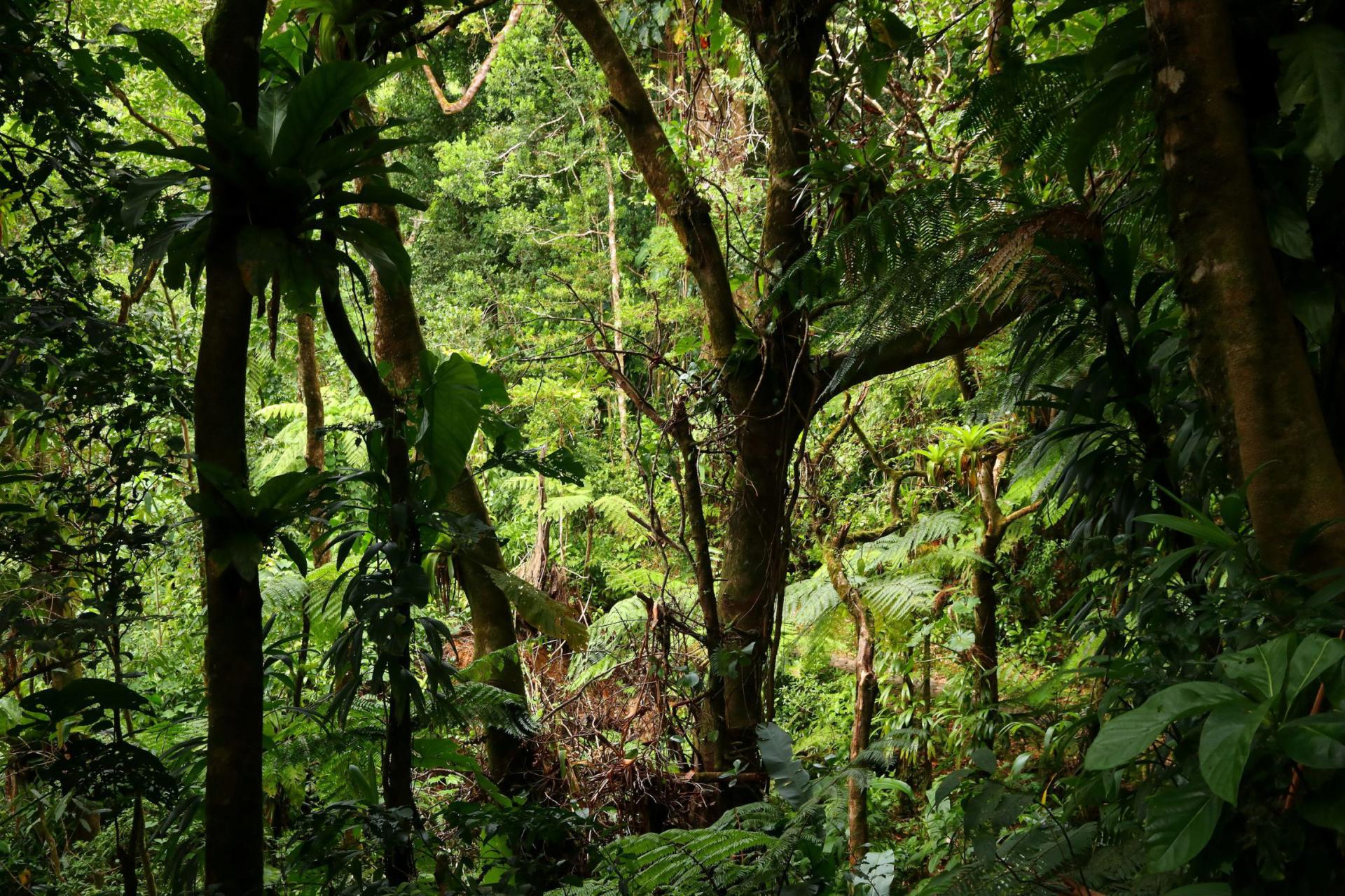 Les-forets-de-Guadeloupe-et-randonnée