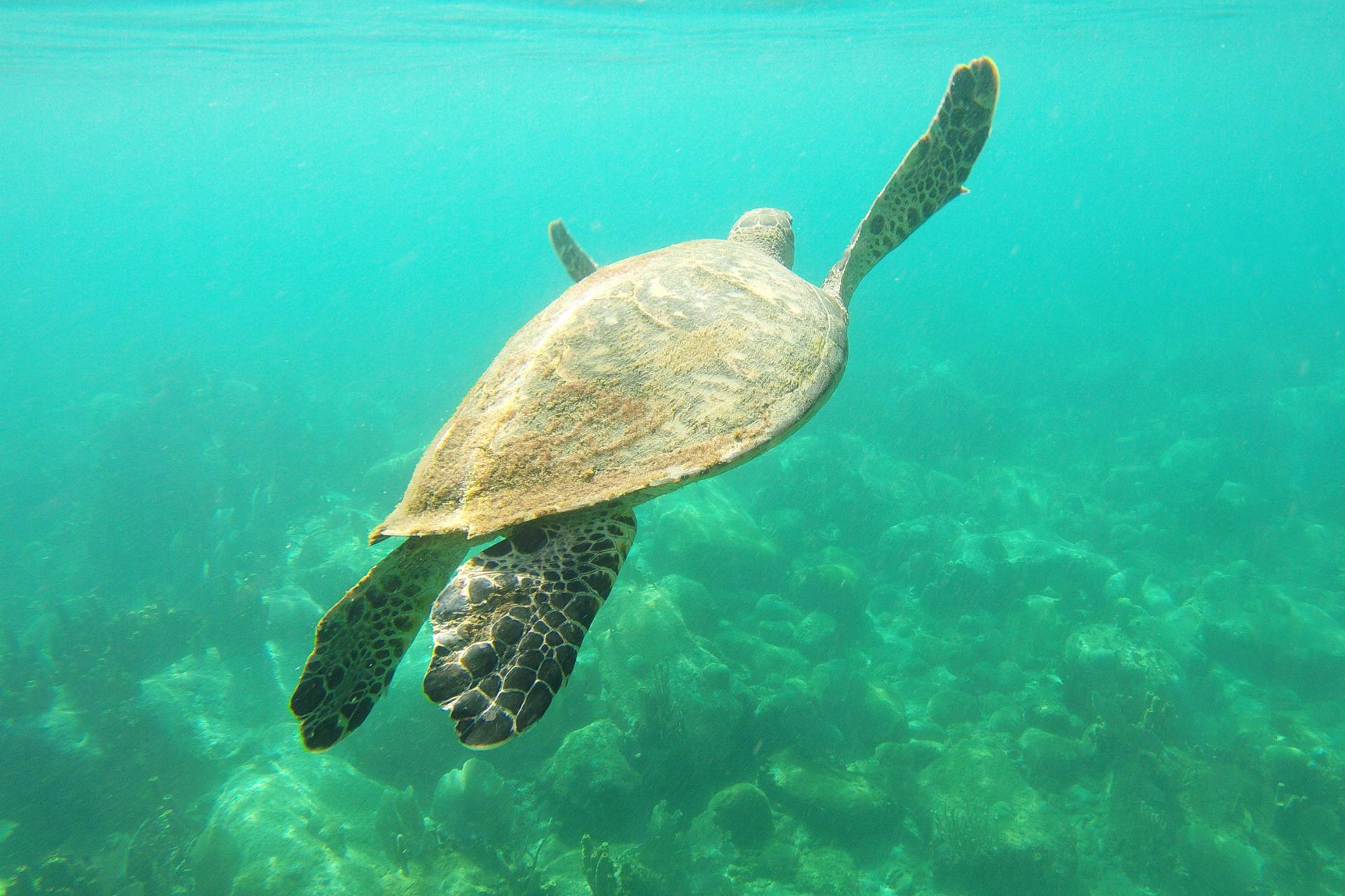 Fonds marins de Bouillante