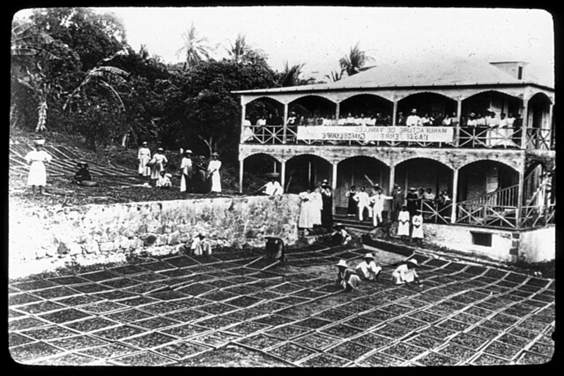 Culture de la vanille Guadeloupe