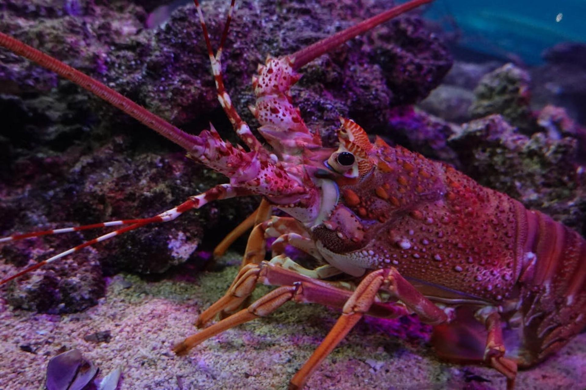 Langouste en Guadeloupe