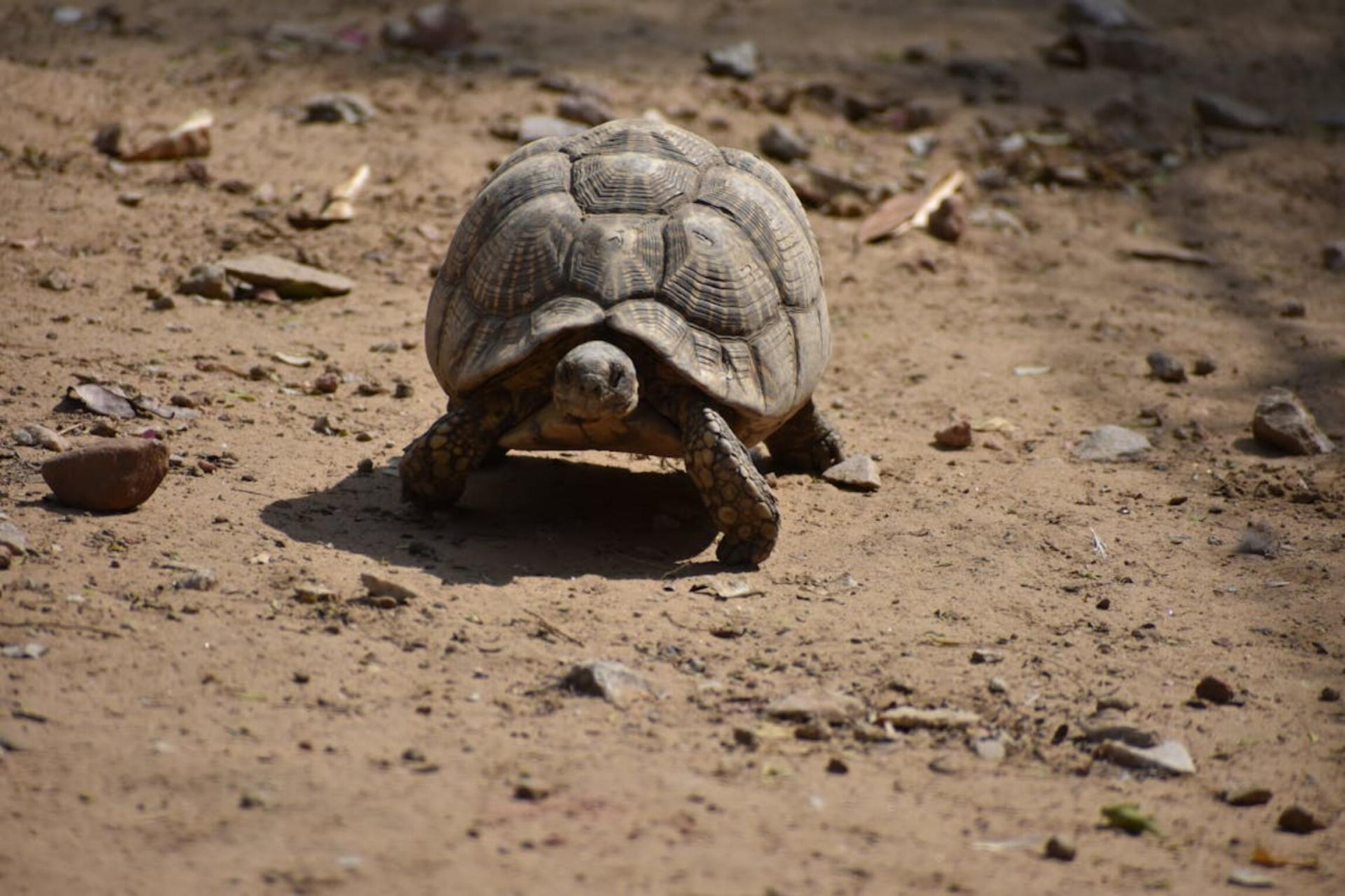 La tortue de terre en Guadeloupe