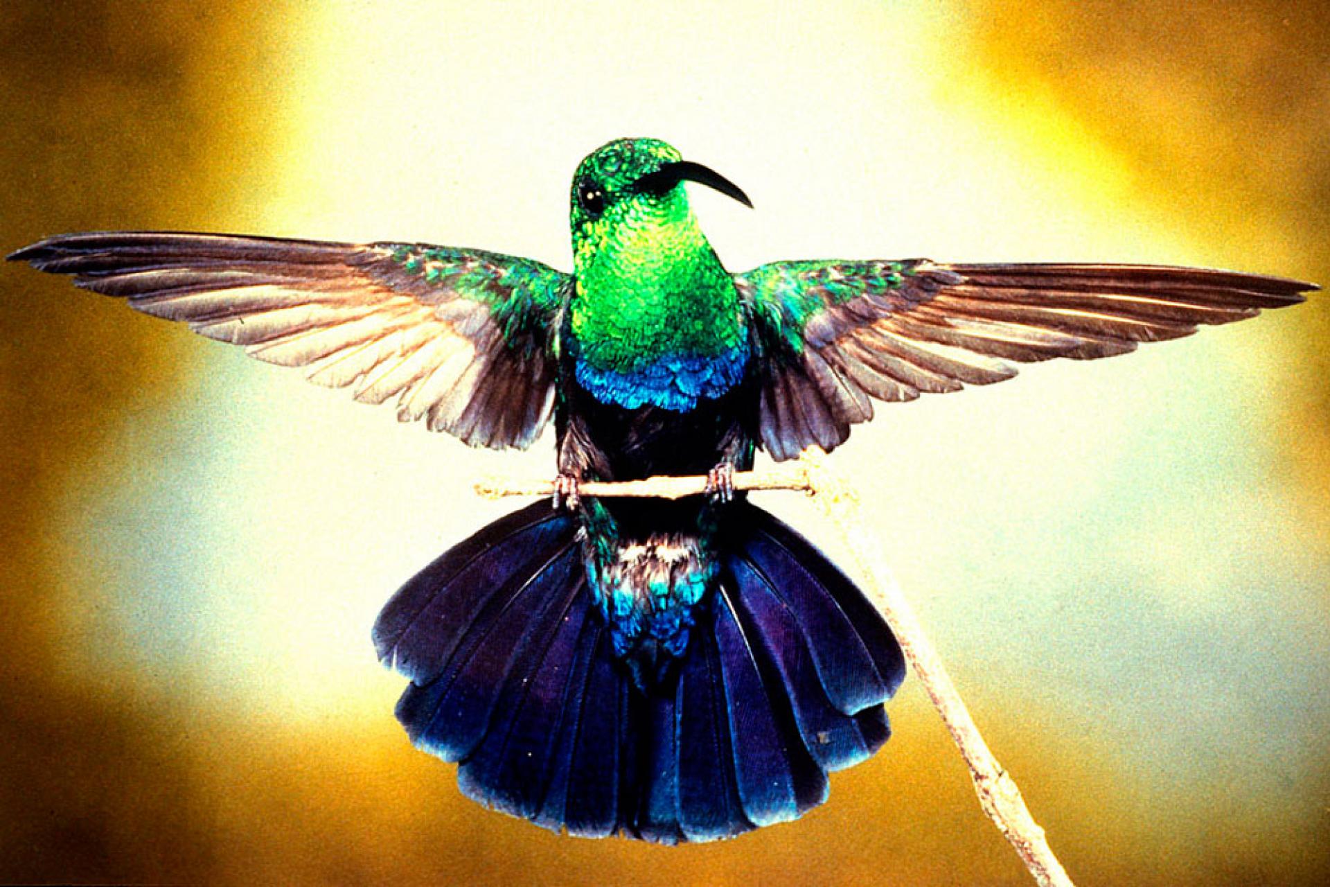Colibri