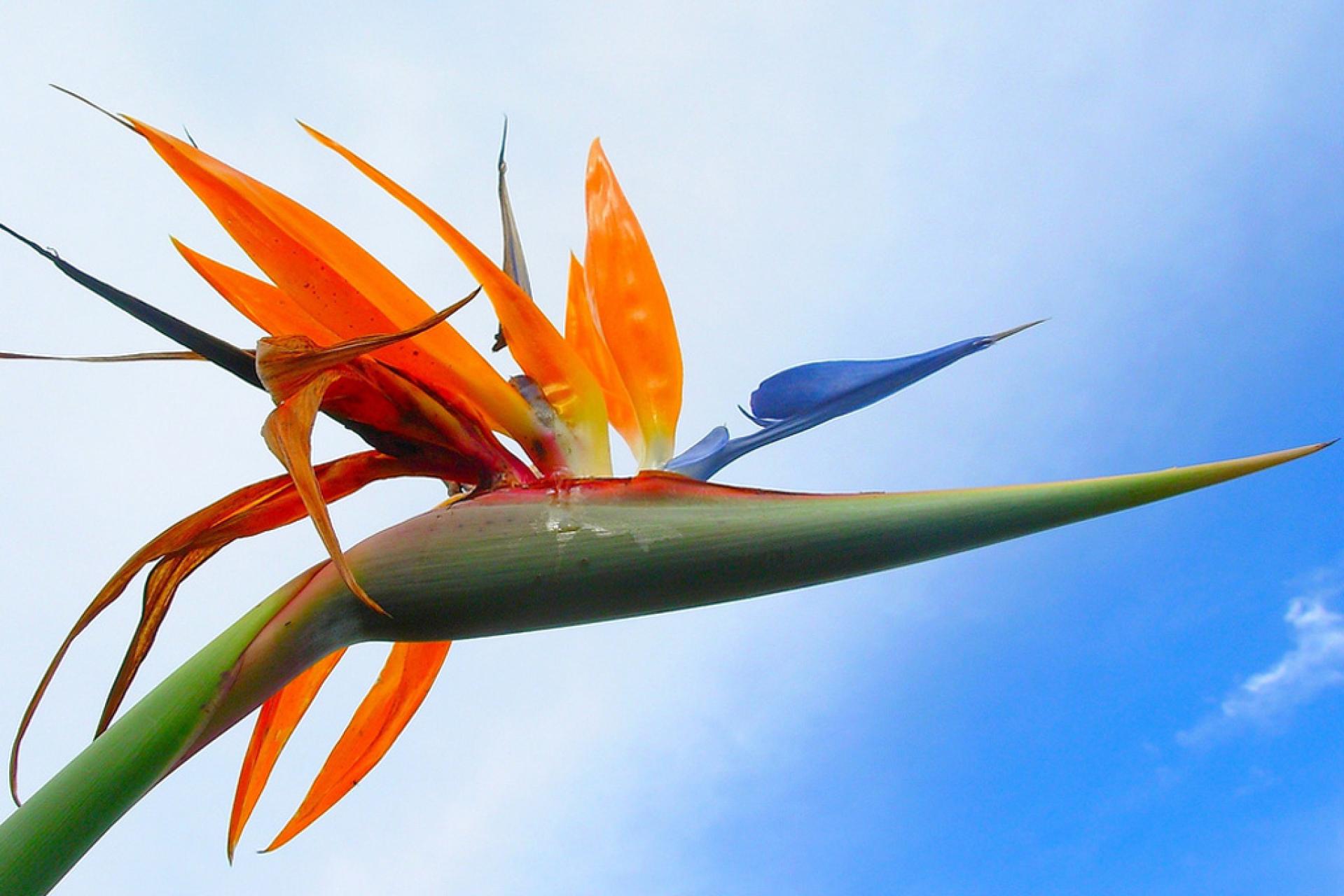 Oiseau du paradis