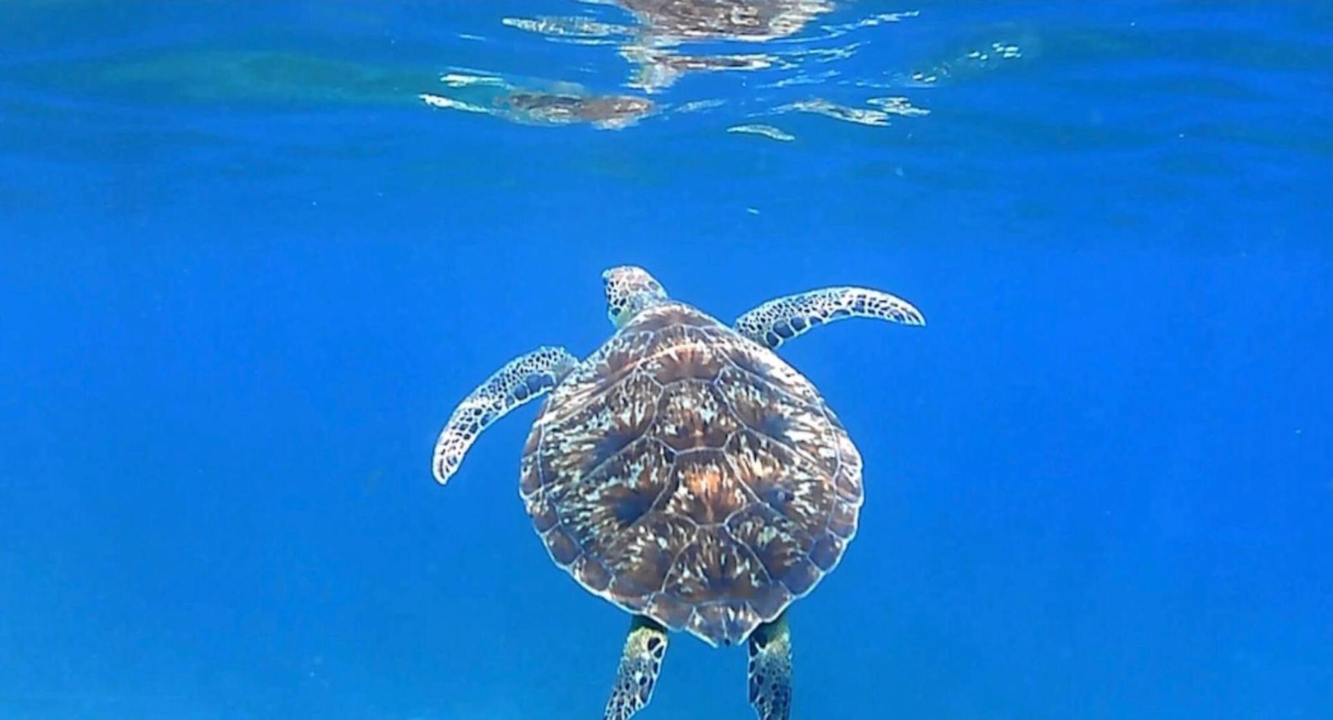 Tortue en Martinique