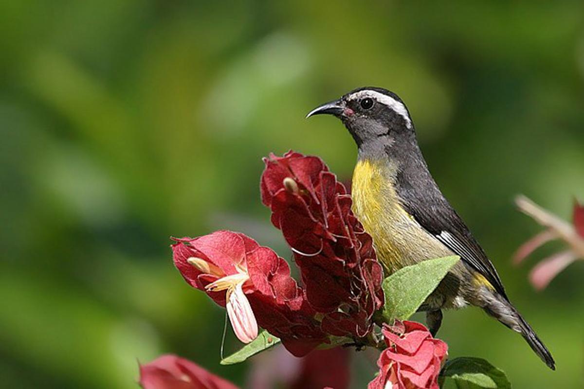 Sucrier-Ventre-Jaune-Martinique-faune