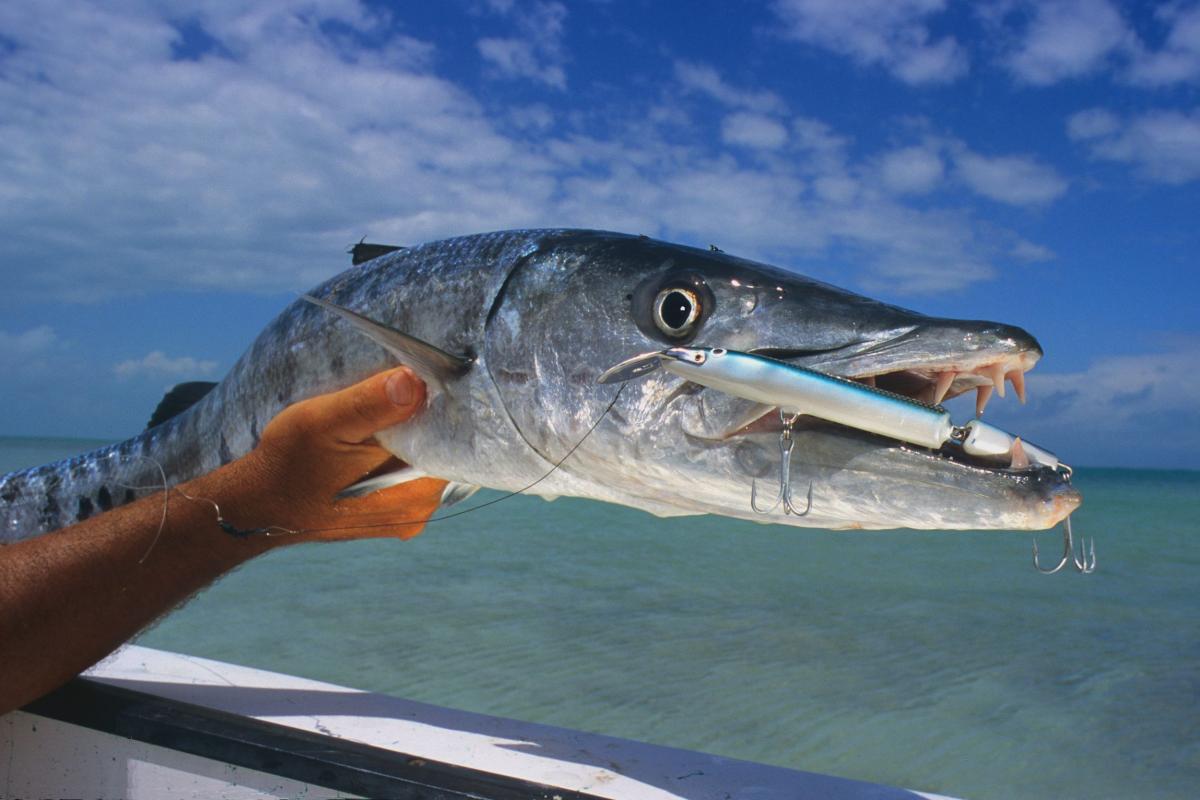Un-Barracuda-en-main-avec-la-pêche-au-gros