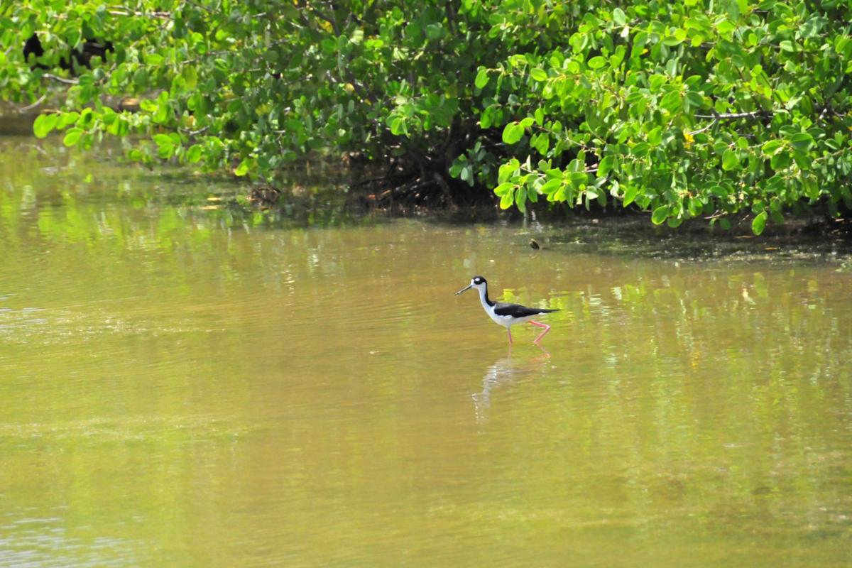 Mangrove-Flore-Saint-Martin