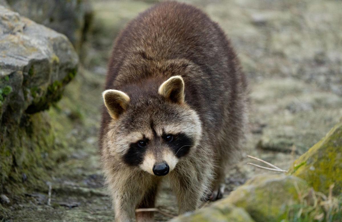 Raton-Laveur-Faune-de-Guadeloupe