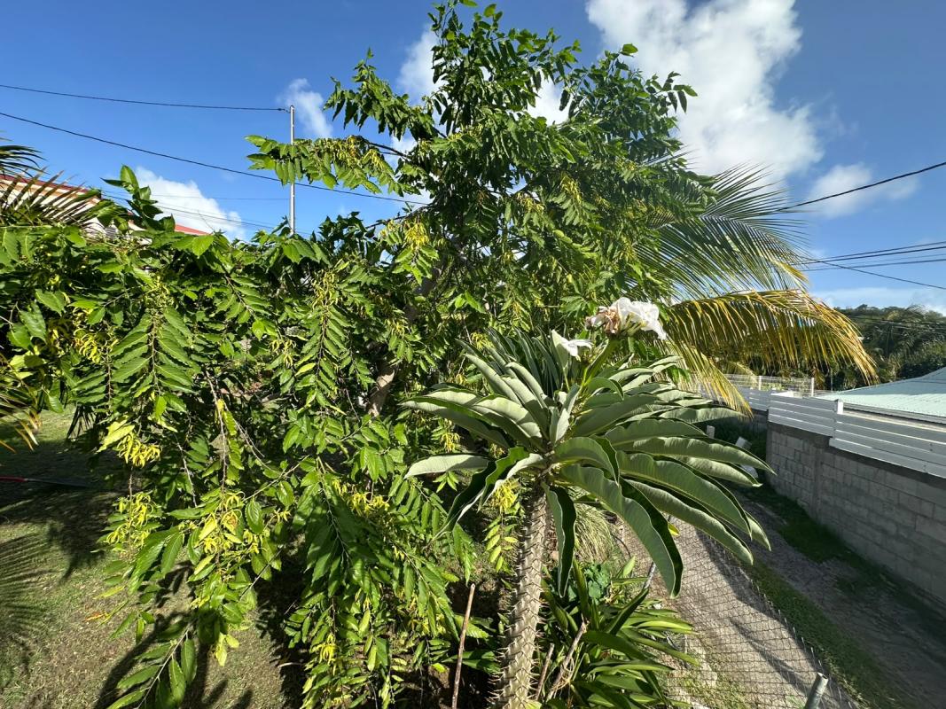 jardin-tropical-villa-ecologique-autonome-martinique