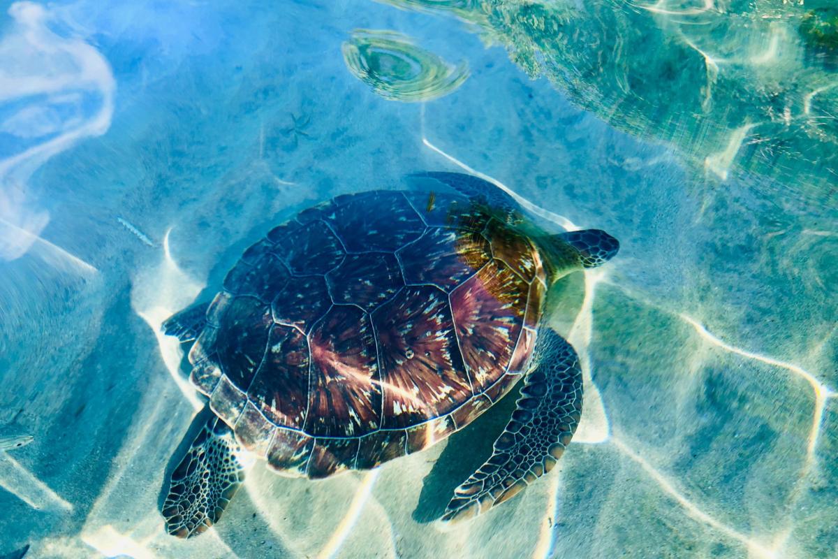 Faune-MartiniqueTortue-verte