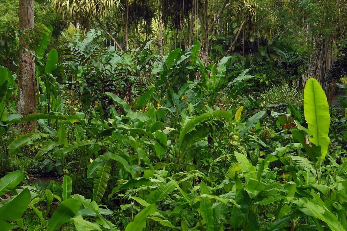 Antilles-Exception-Paysage-Foret-Martinique