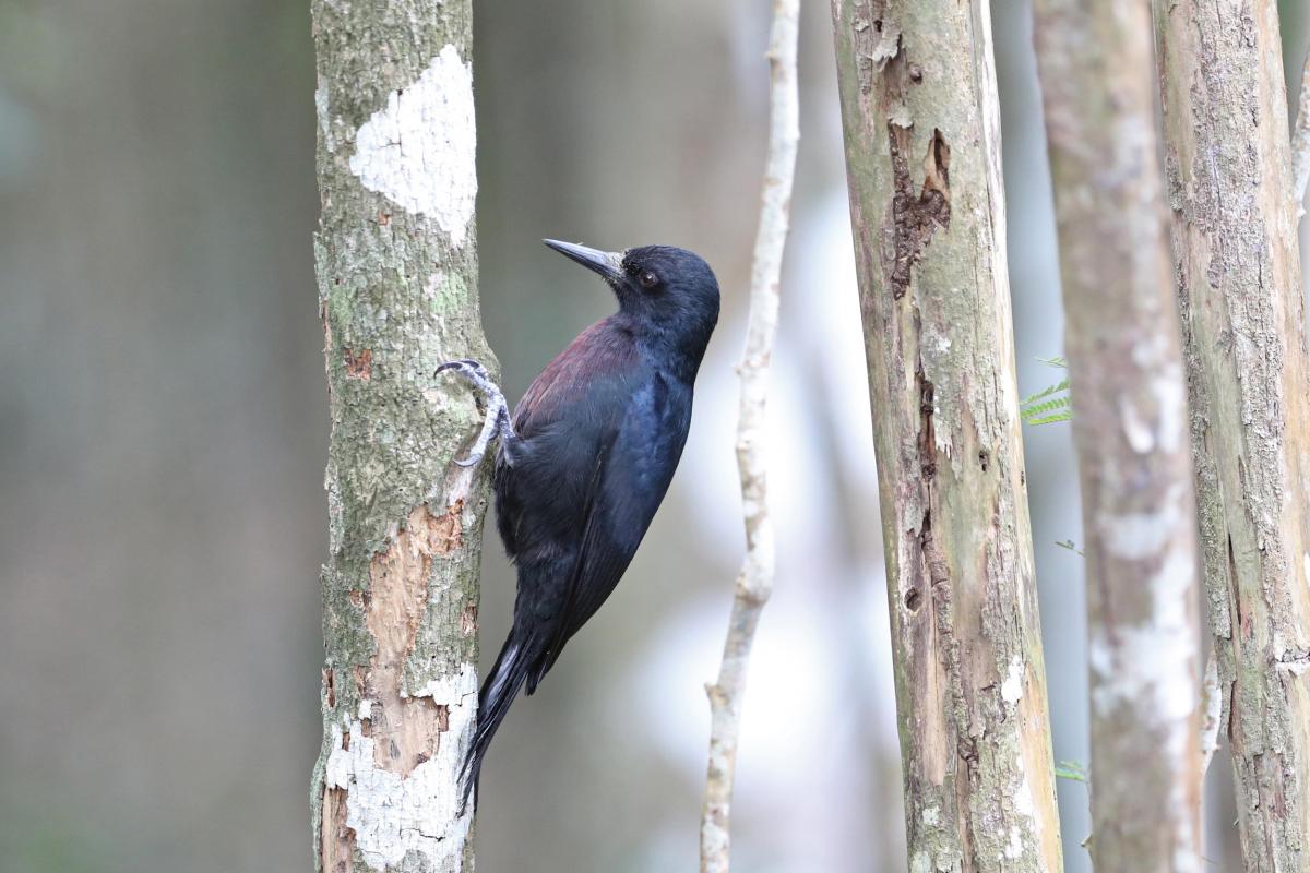 Pic-de-Guadeloupe-Guedeloupe-Faune---Le-pigeon-Migrateur