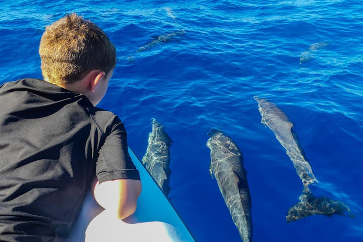 Voir-les-dauphins--Soleil-Excursion-Guadeloupe