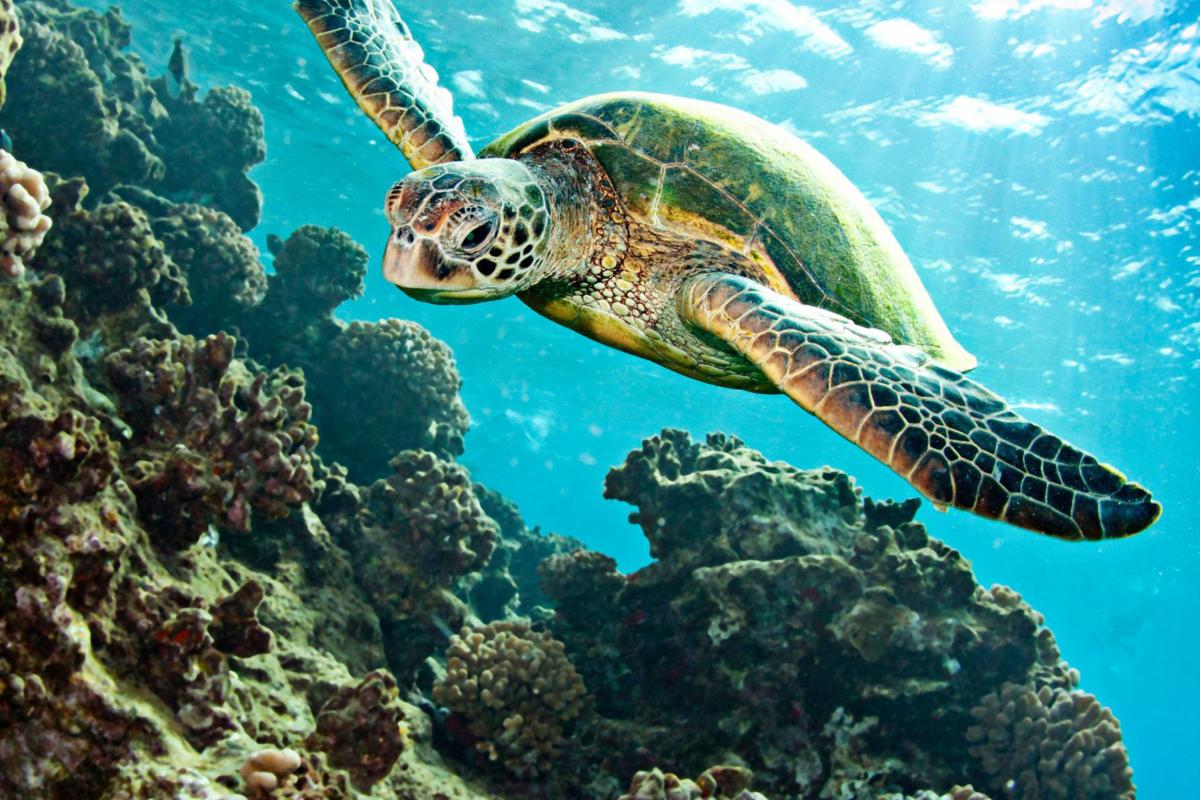 La-tortue-Verte-dans-la-faune-de-Guadeloupe-Guadeloupe