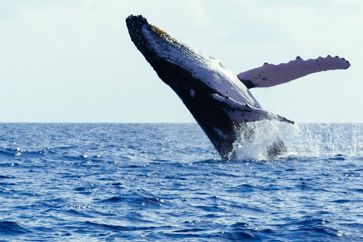 Nautisme-Baleine-Soleil-Excursion-Guadeloupe