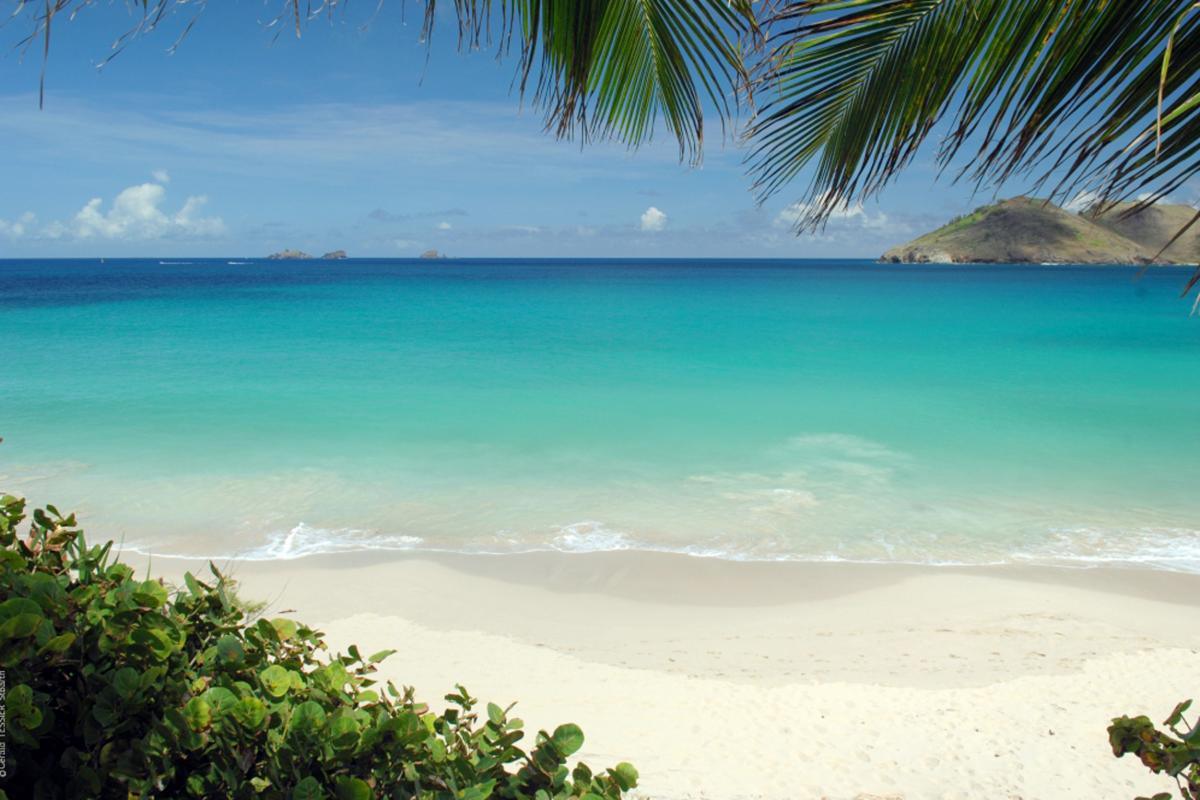 Flamands à Saint Barthélémy