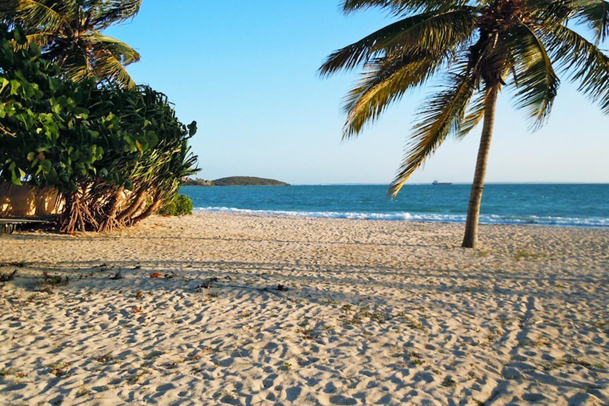 Plage de Baie Nettlé cocotiers