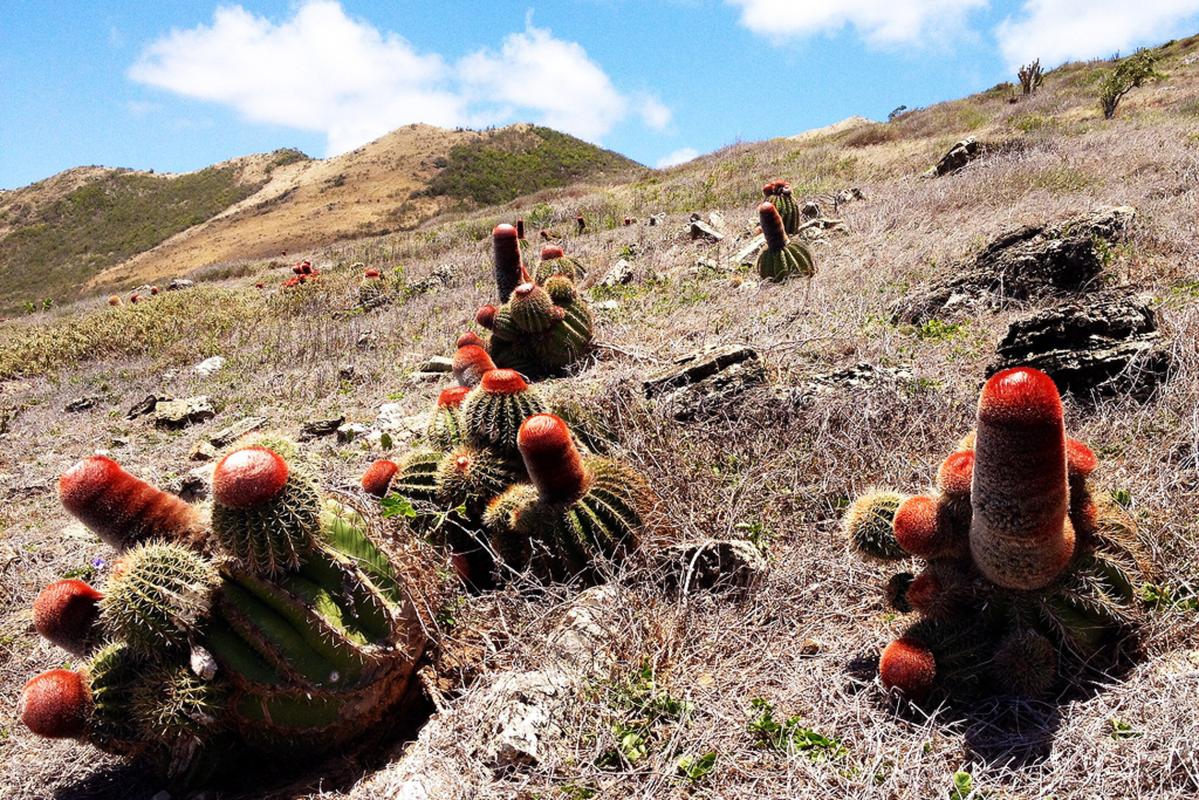 Ilet Tintamarre cactus