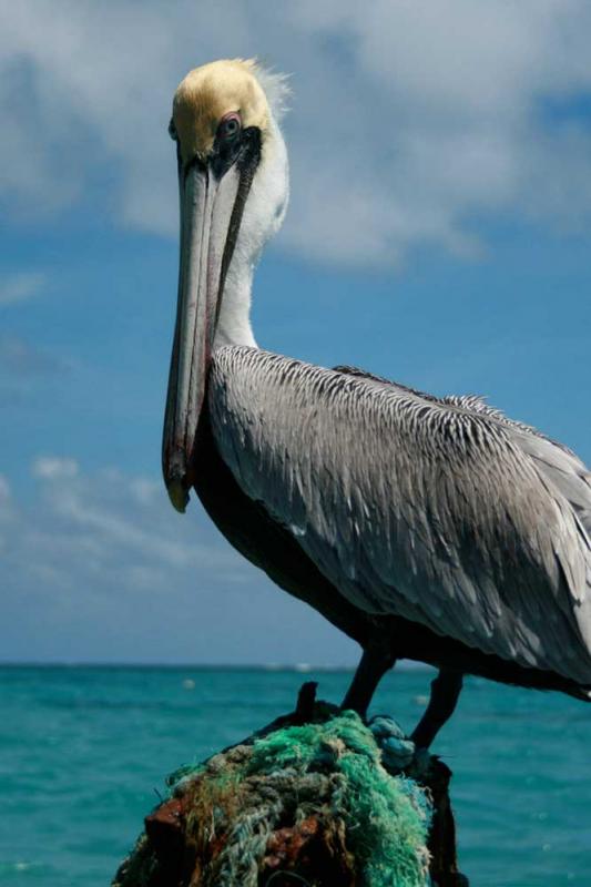 Guide Tourisme - Pélican du Gosier - Guadeloupe