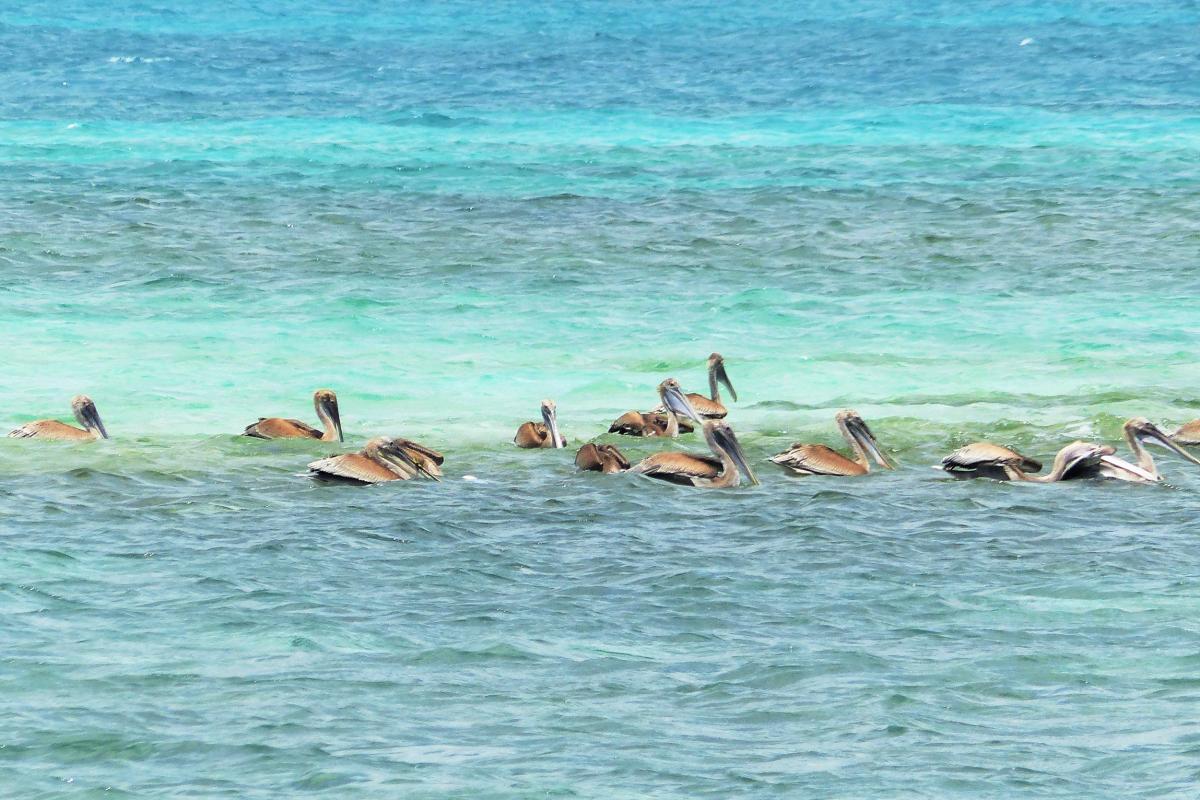 Pelicans - Gosier - Guadeloupe