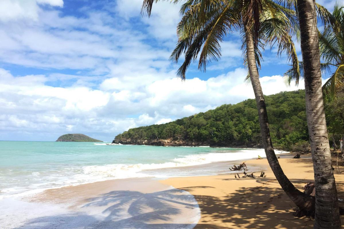 Anse de La Perle beach palm trees