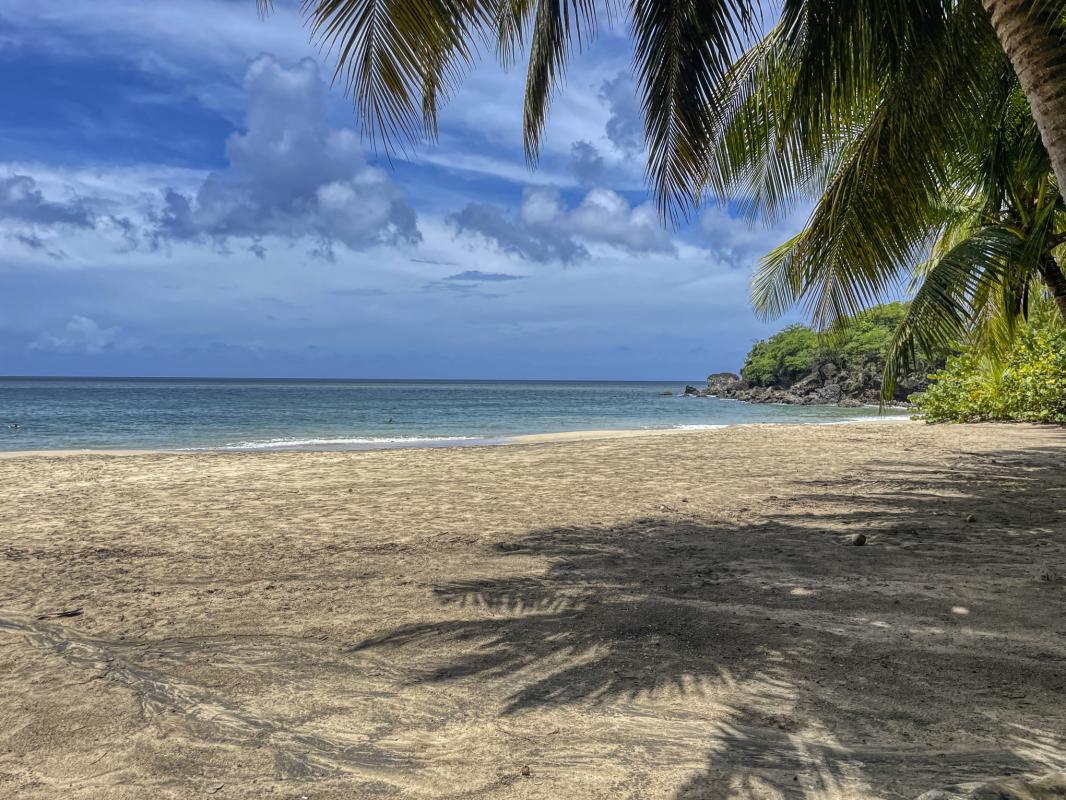 Plage de Ferry Leroux Deshaies Guadeloupe - cocotiers et sable fin