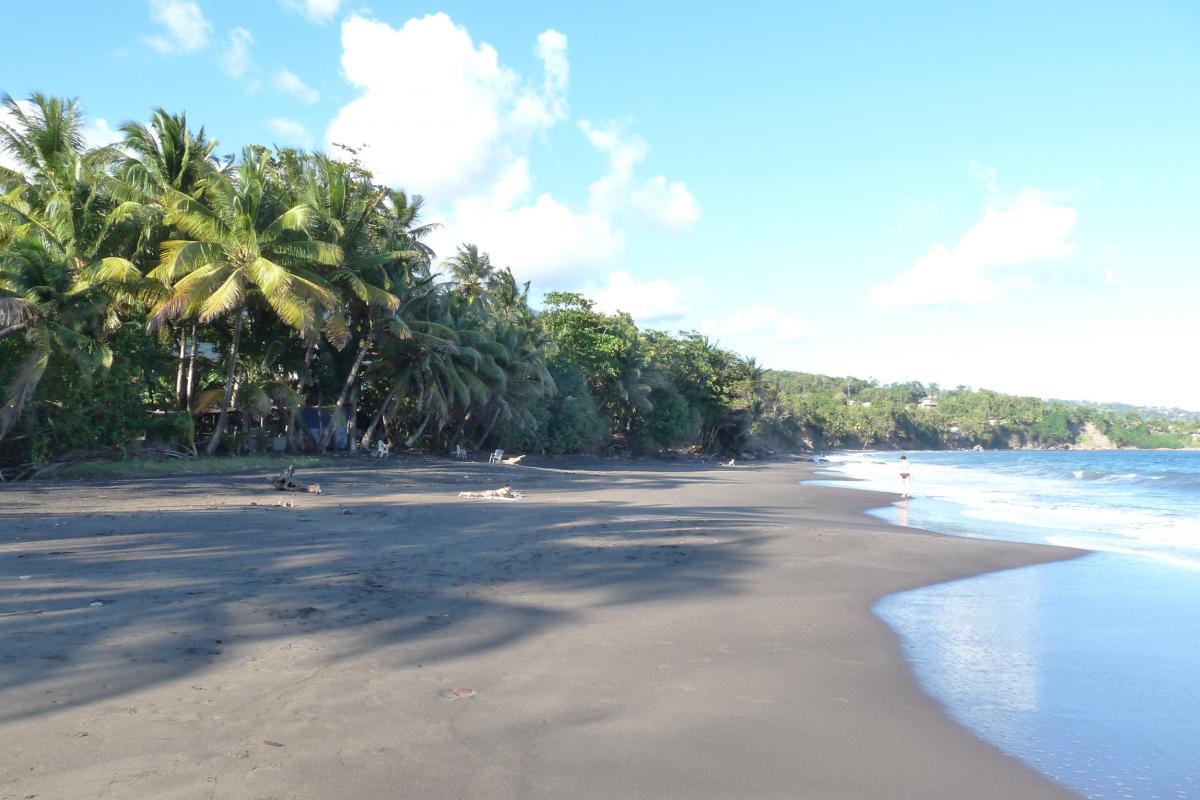 Plage de Grande Anse, Trois Rivières - cocotiers