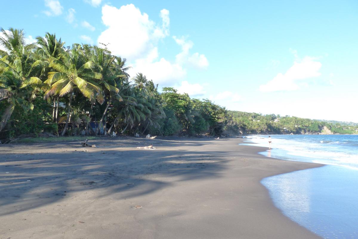 Grande Anse Beach, Trois Rivières - coconut trees