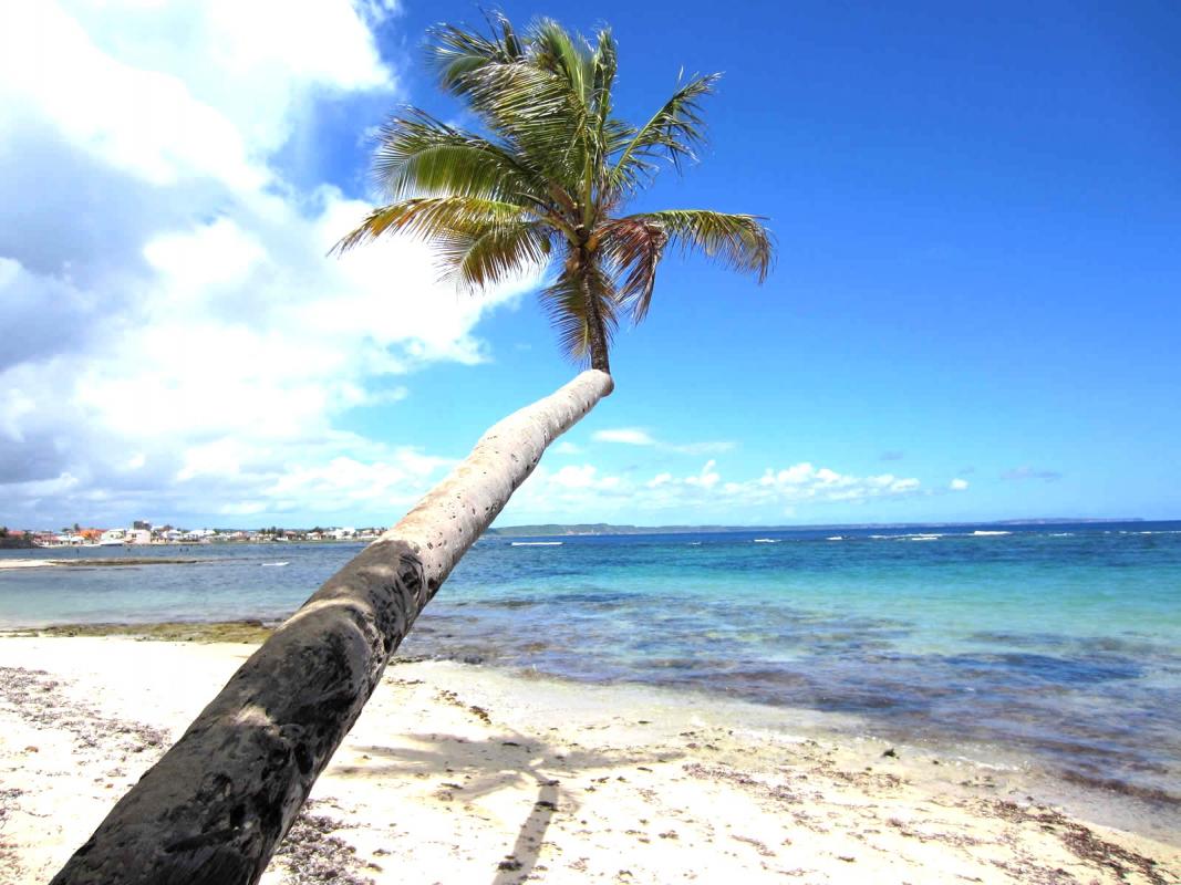 Plage de l'Autre Bord cocotier