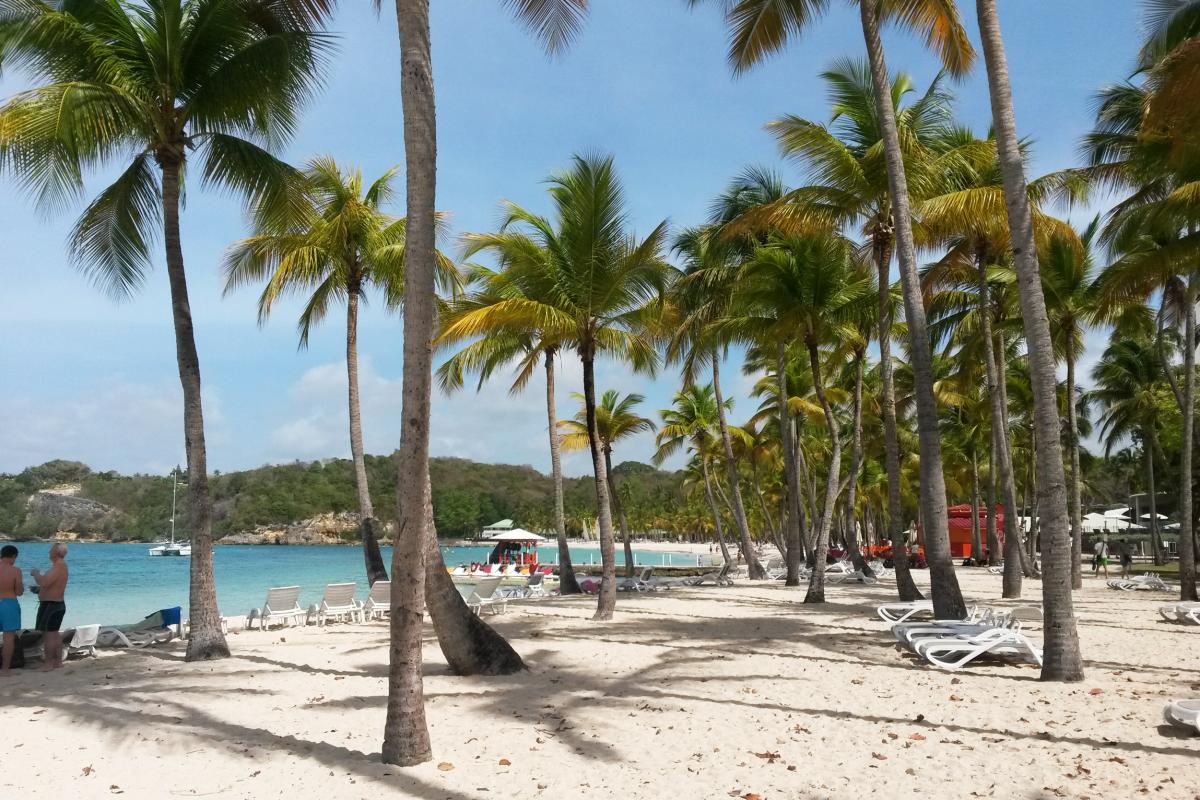 Caravelle beach coconut trees