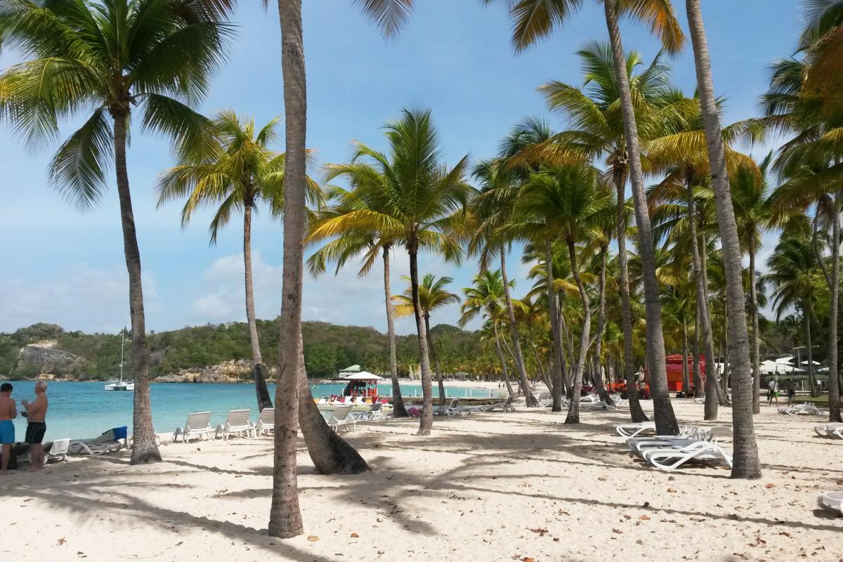 Plage de la Caravelle cocotiers