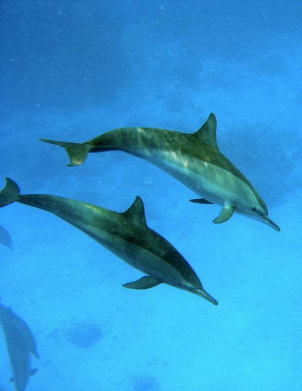 Dauphins