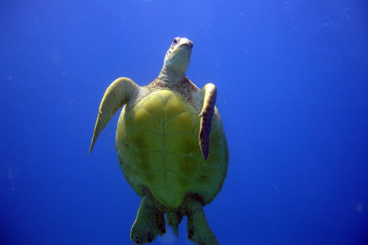 Tortue vue du dessous