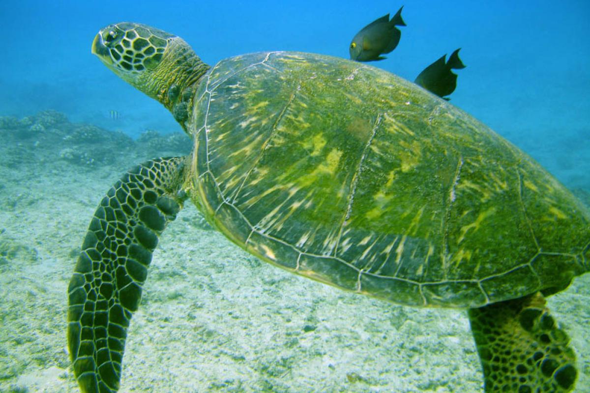 Tortue vue du dessus