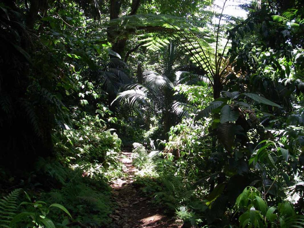 Chemin de randonnée