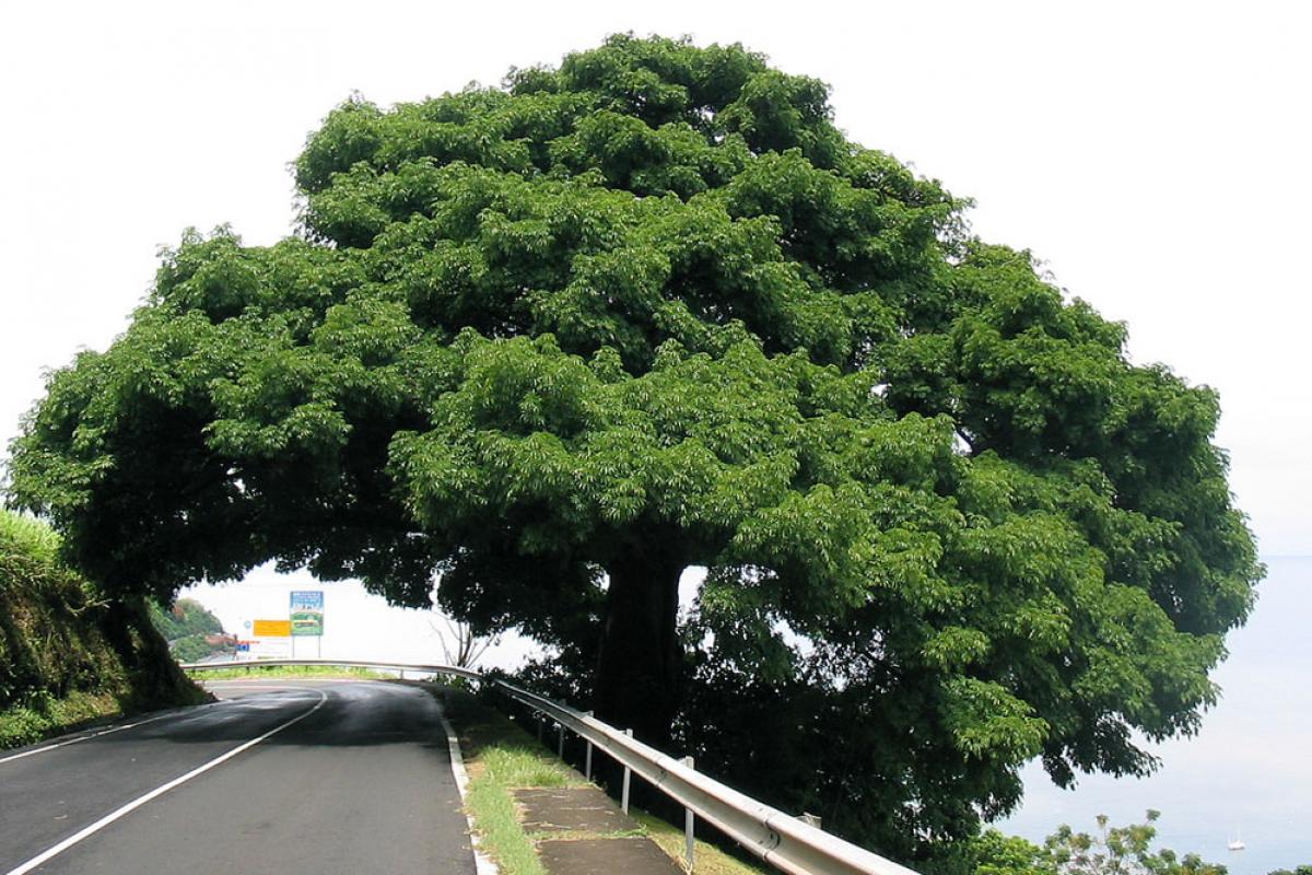 L'unique arbre ayant survécu à l'éruption de la Montagne Pelée