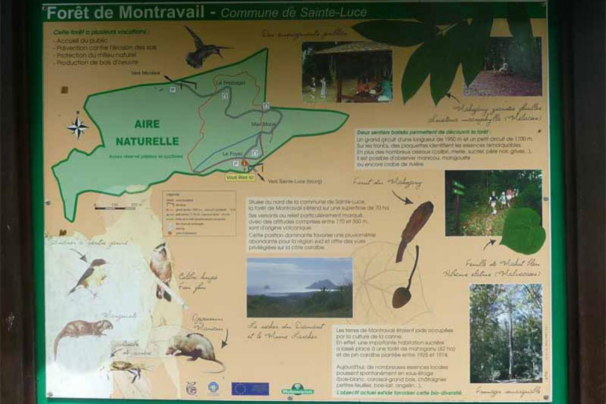 Explication sur la foret de Montravail