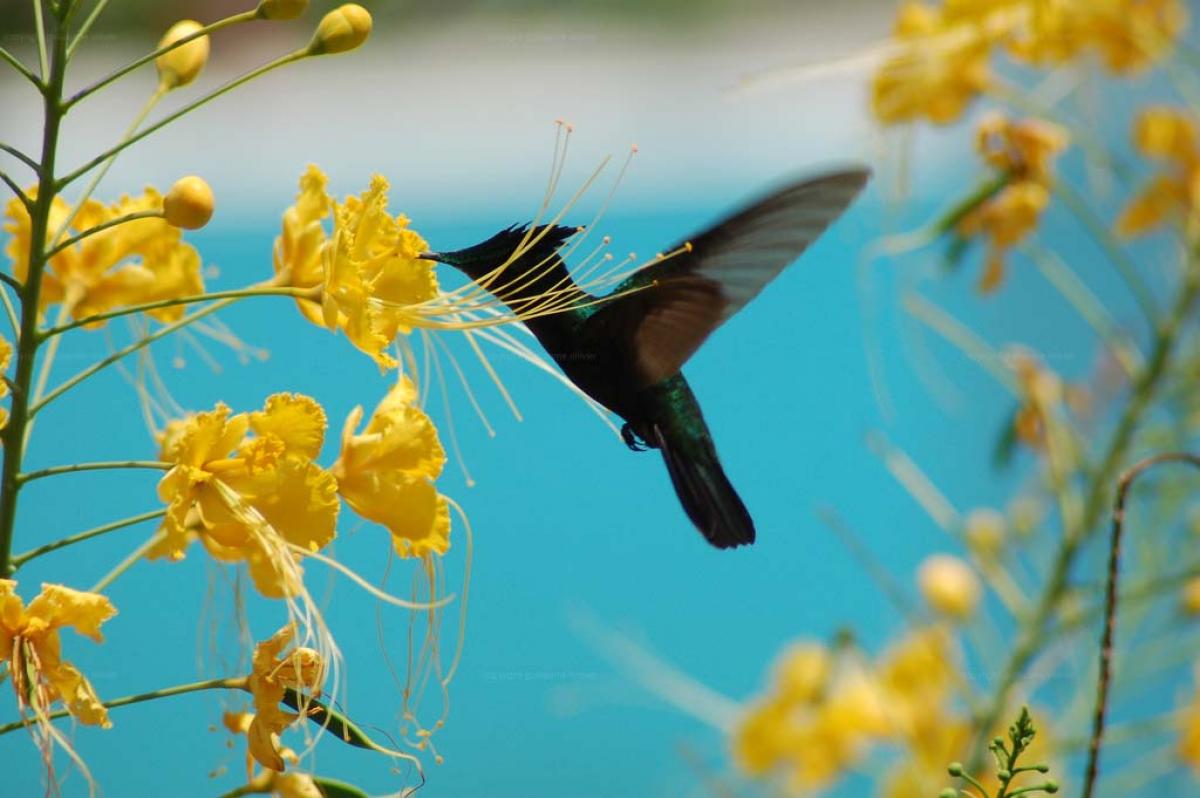 Colibri